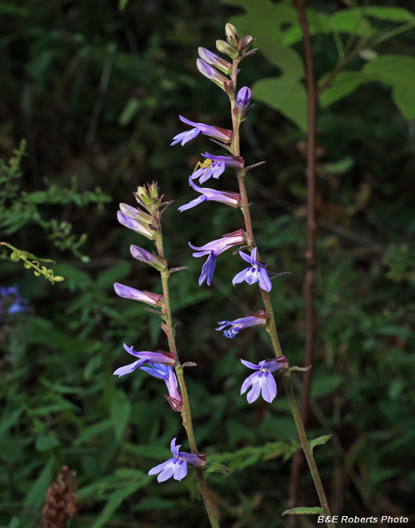 Lobelia_puberula