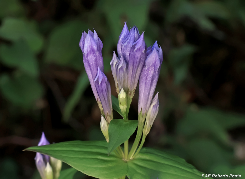 Gentianella