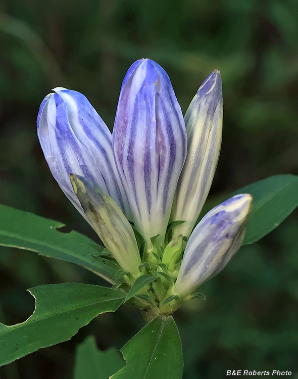 Gentian