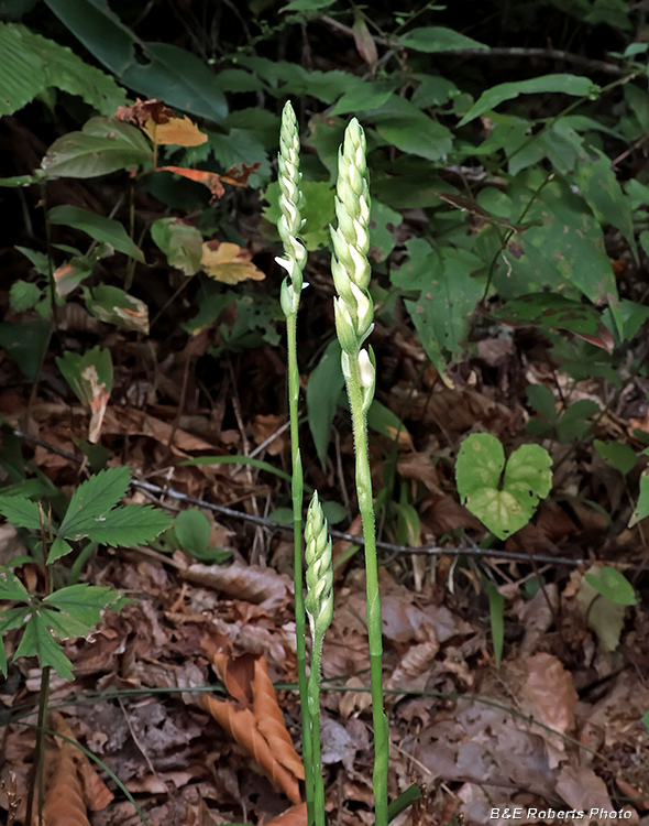 Spiranthes