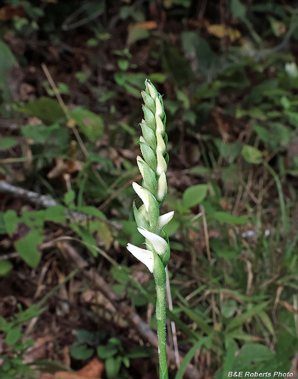 Spiranthes