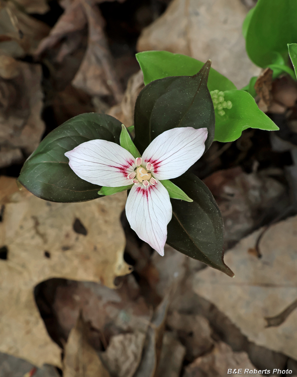 Painted_Trillium