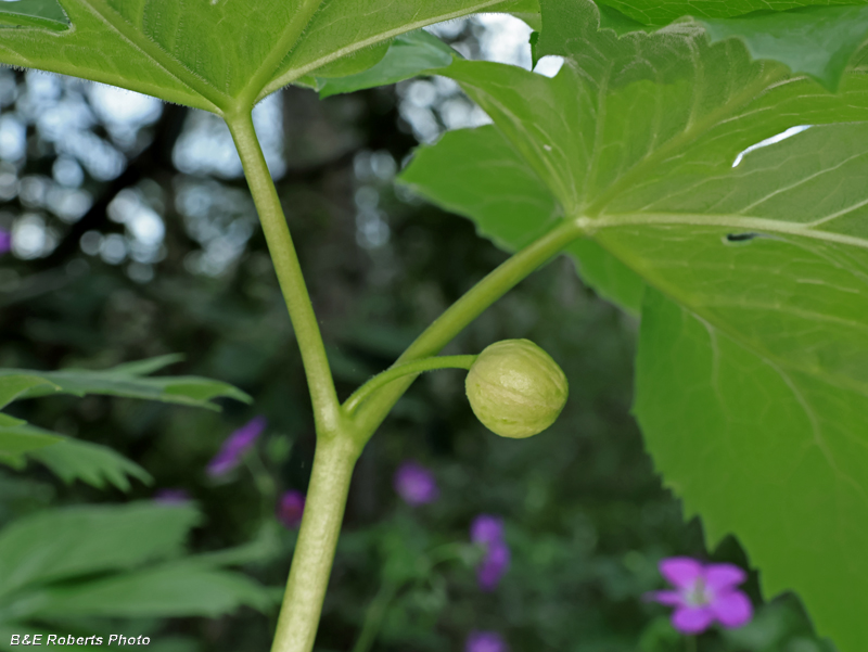 Mayapple