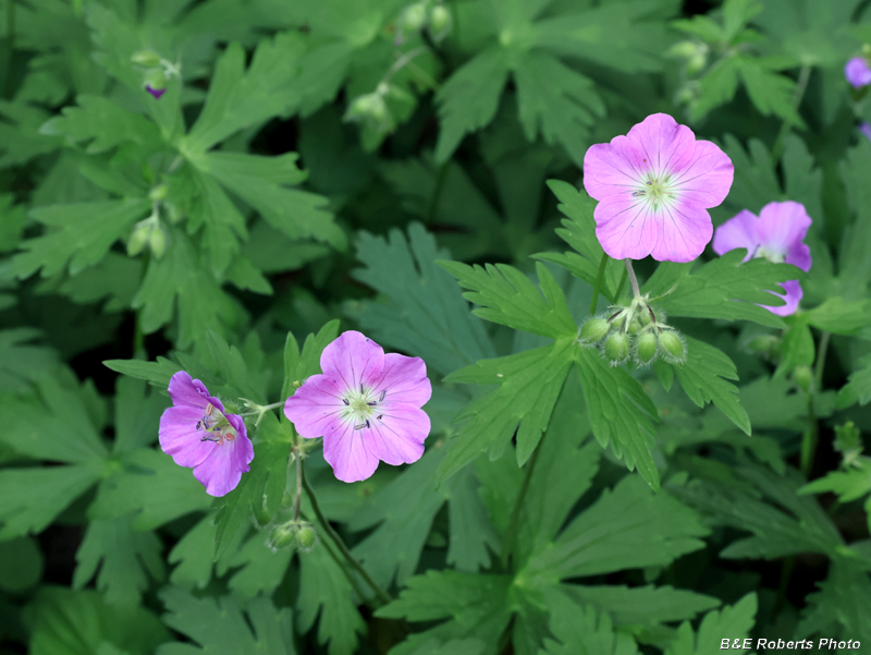 Geranium