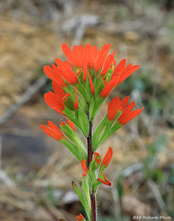 Indian_Paintbrush