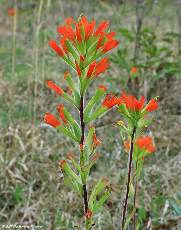 Indian_Paintbrush