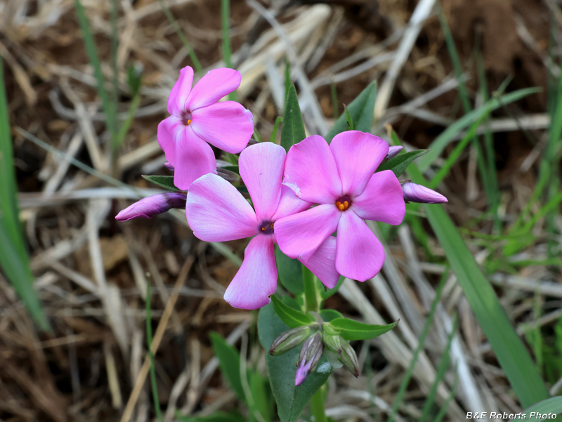 Phlox