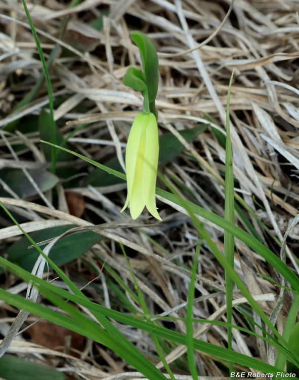 Bellwort
