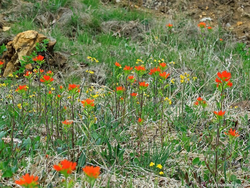 Indian_Paintbrush