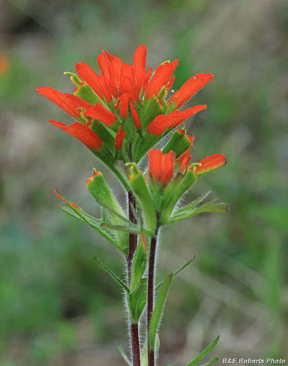 Indian_Paintbrush