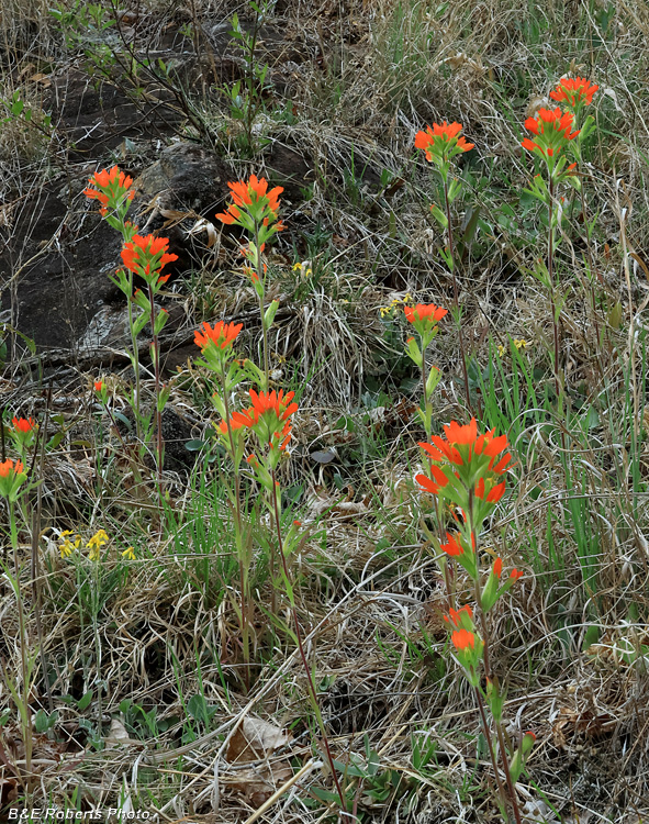 Indian_Paintbrush