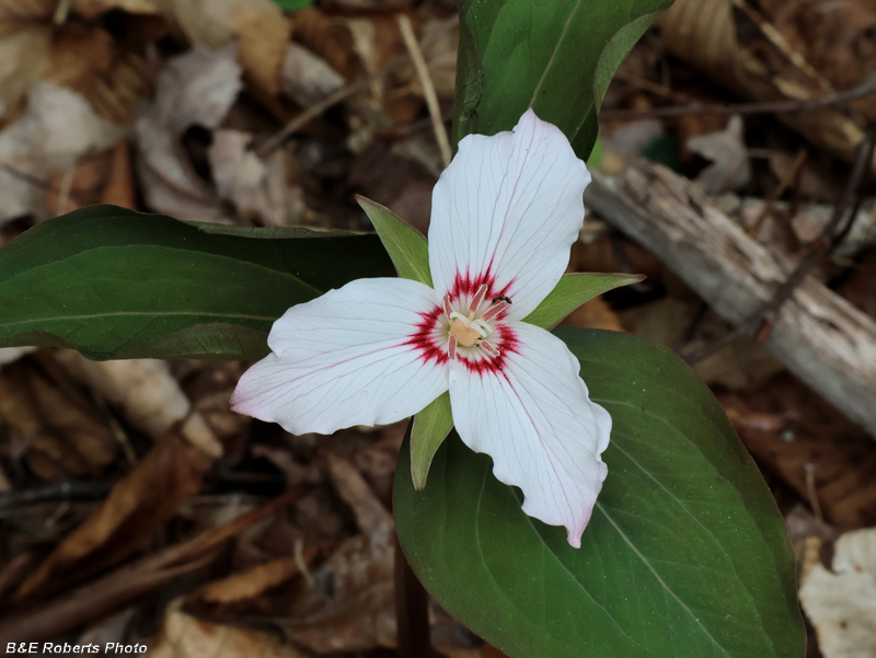 Painted_Trillium