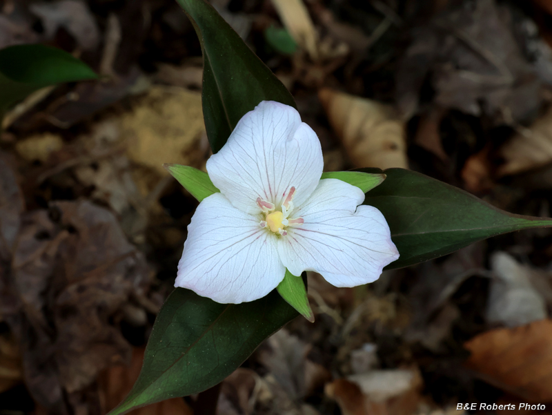 Painted_Trillium