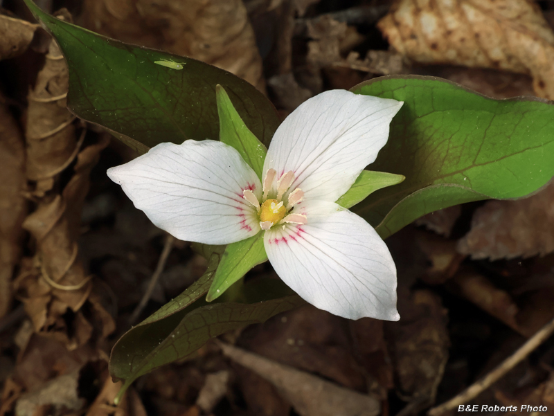 Painted_Trillium