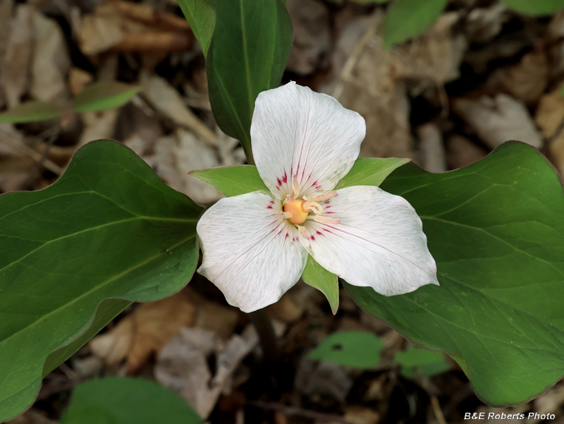Painted_Trillium