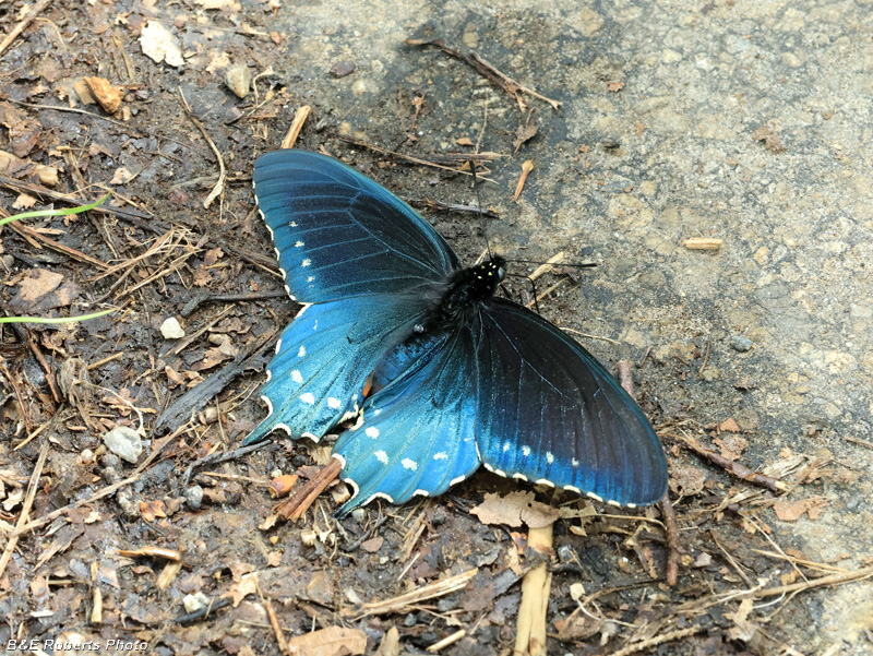 Pipevine_Swallowtail