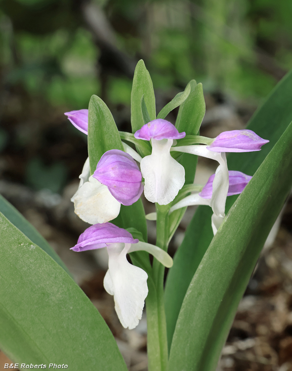 Showy_Orchis