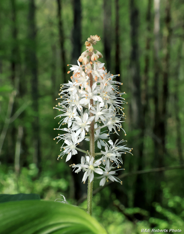 Tiarella