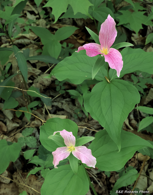 Trillium_grandiflorum