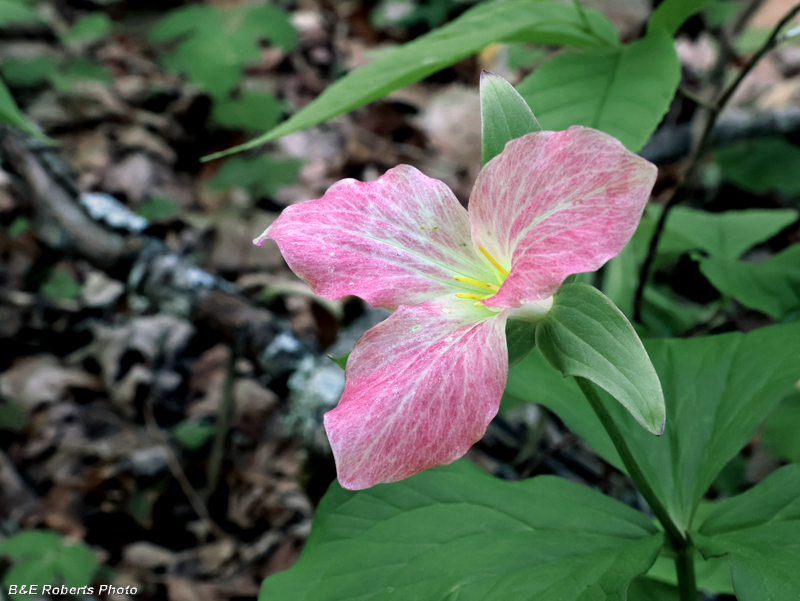 Trillium_grandiflorum