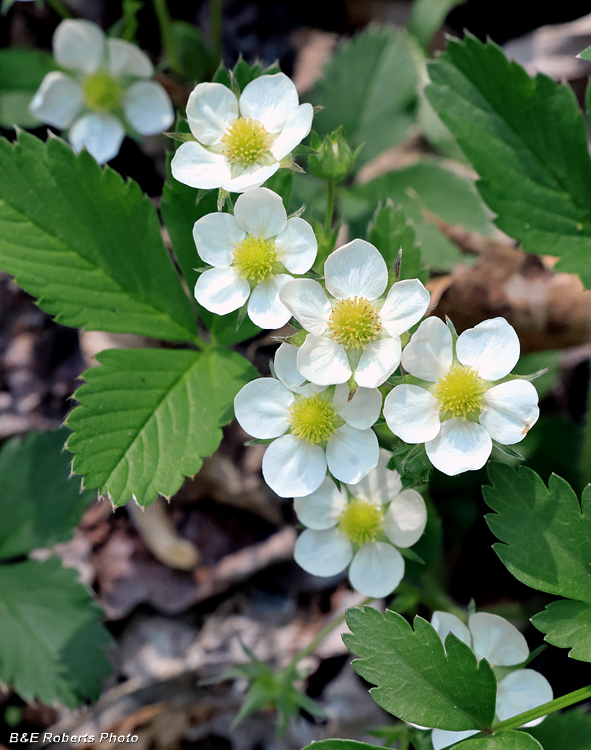 Fragaria-Strawberries