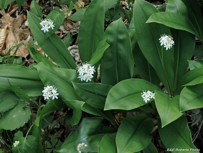 Wood_Lily
