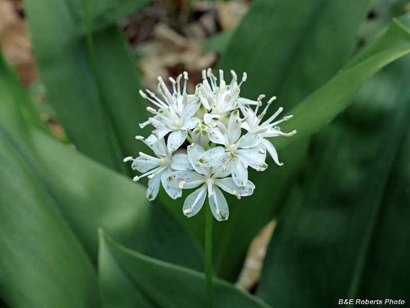 Wood_Lily