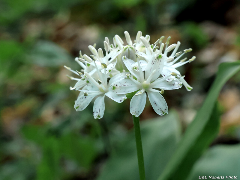 Wood_Lily