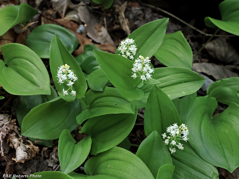 Canada_Mayflower