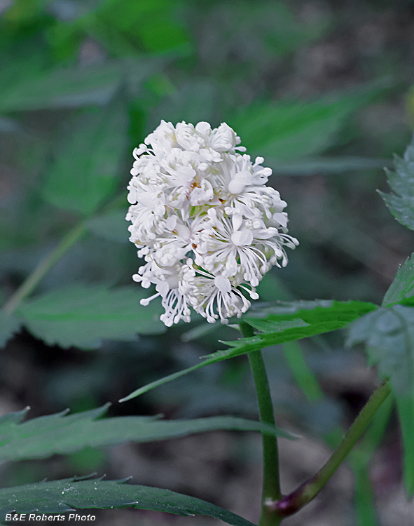 Baneberry