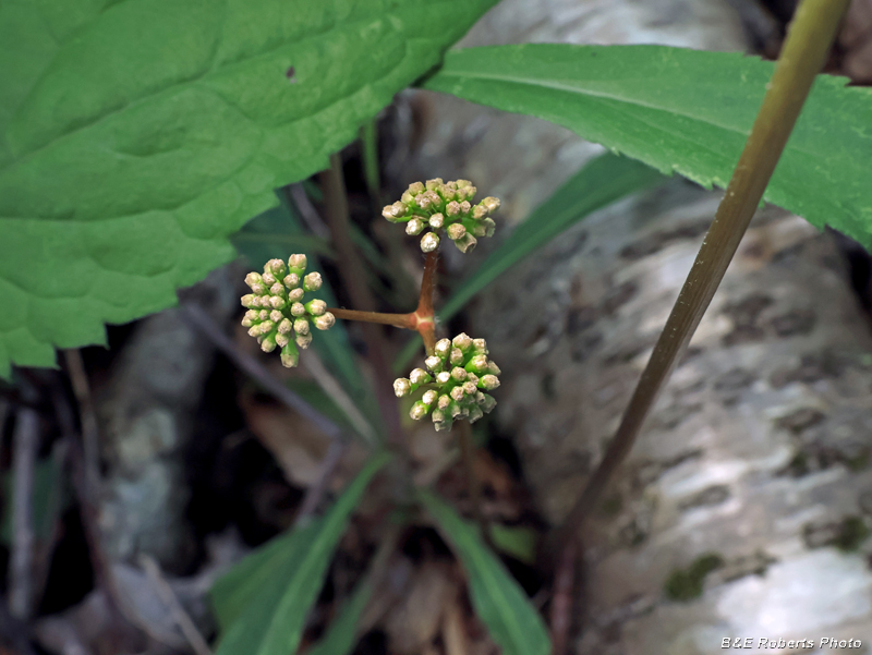 Wild_Sarsaparilla