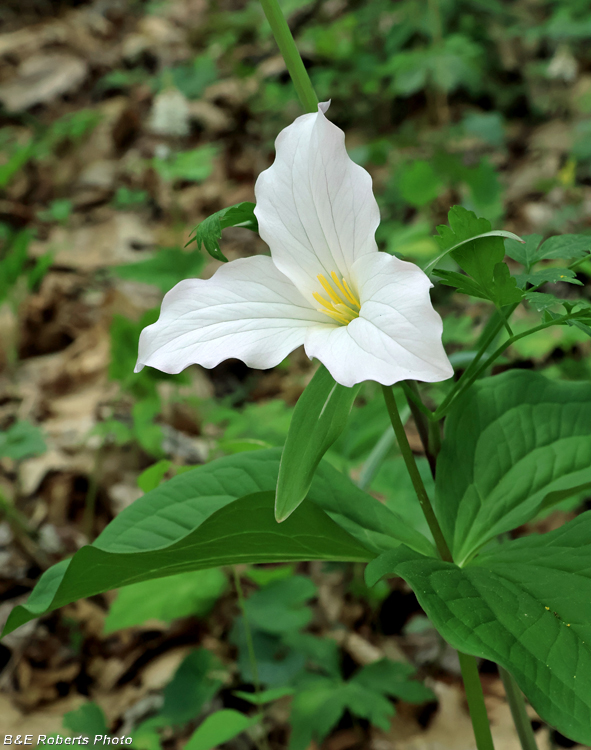 Trillium_grandiflorum