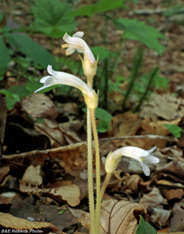 One_Flower_Cancer_Root