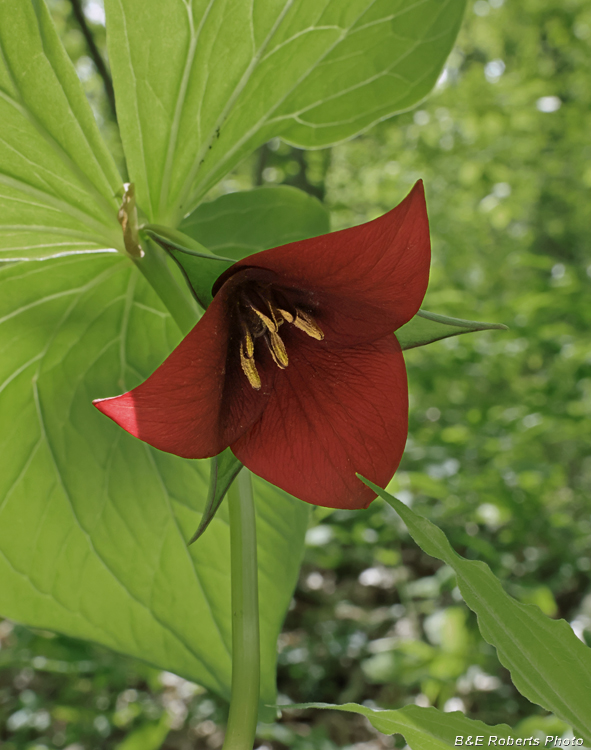 Vaseys_Trillium