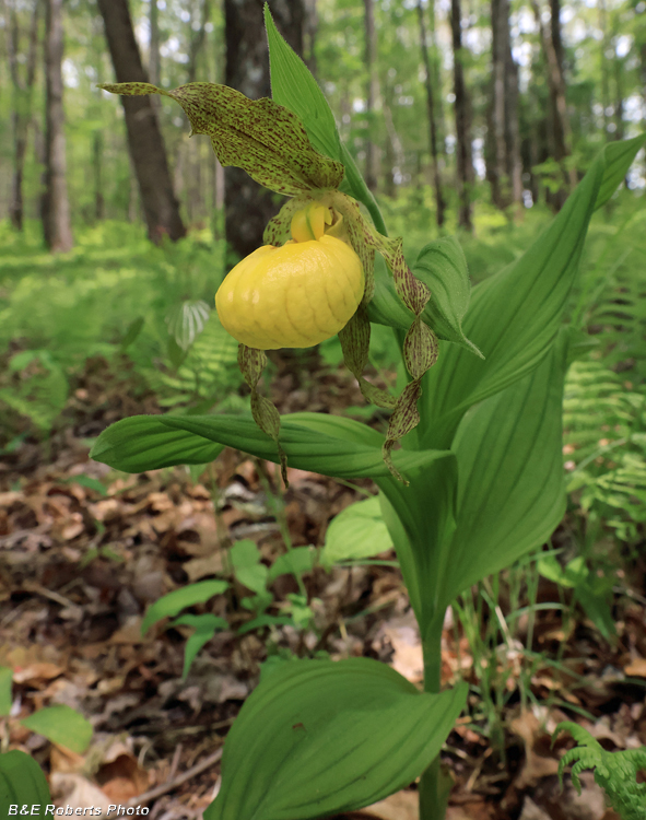 Yellow_Ladys_Slipper