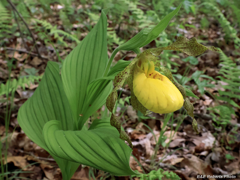 Yellow_Ladys_Slipper