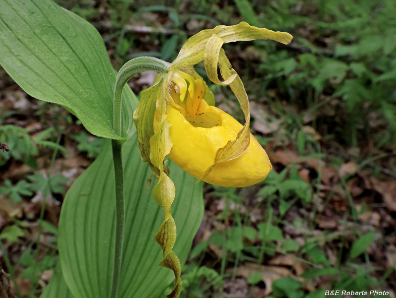 Yellow_Ladys_Slipper