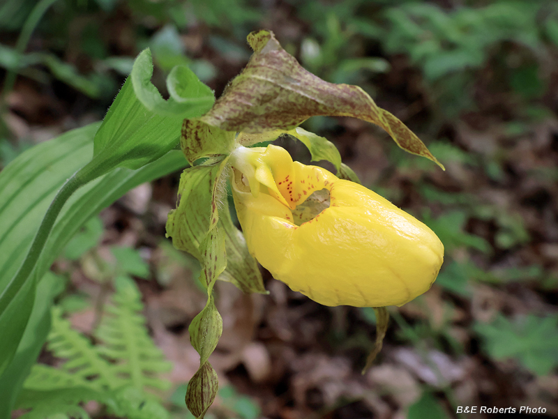 Yellow_Ladys_Slipper
