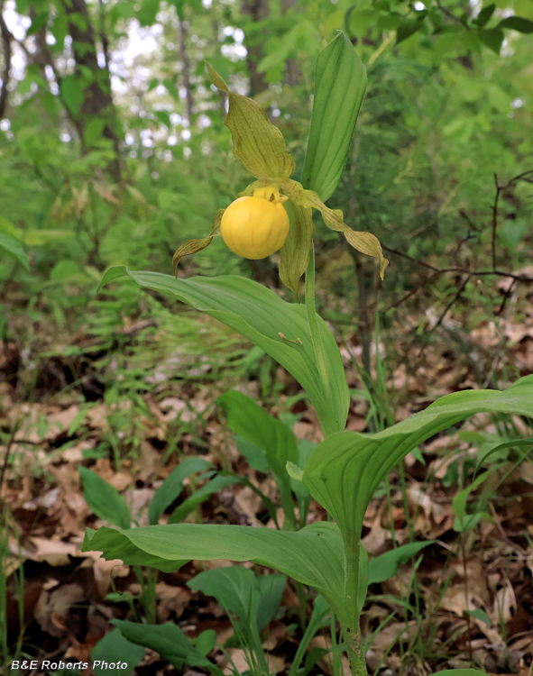 Yellow_Ladys_Slipper