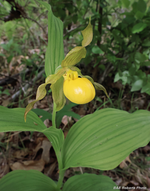 Yellow_Ladys_Slipper