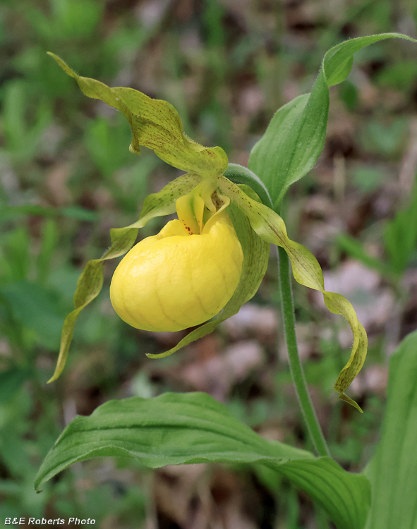 Yellow_Ladys_Slipper