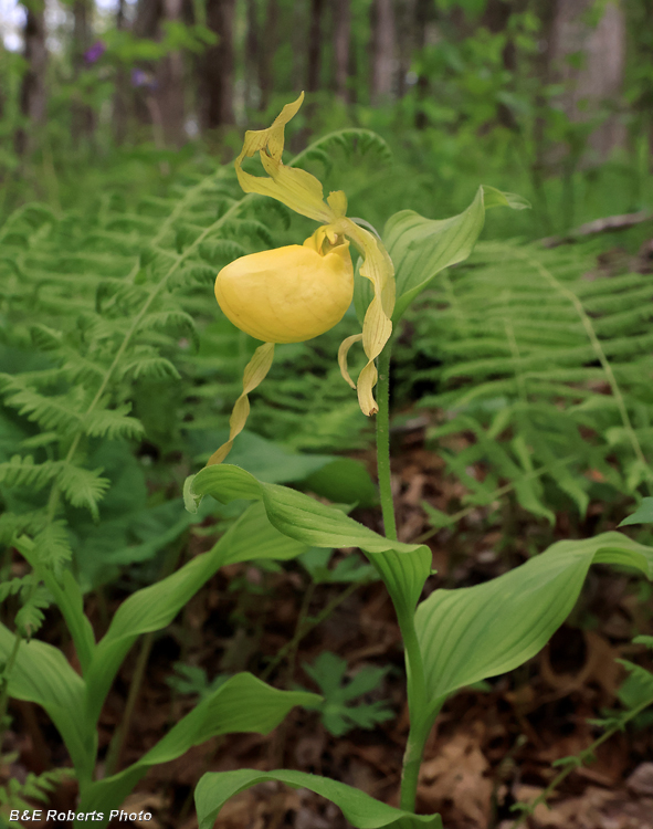 Yellow_Ladys_Slipper