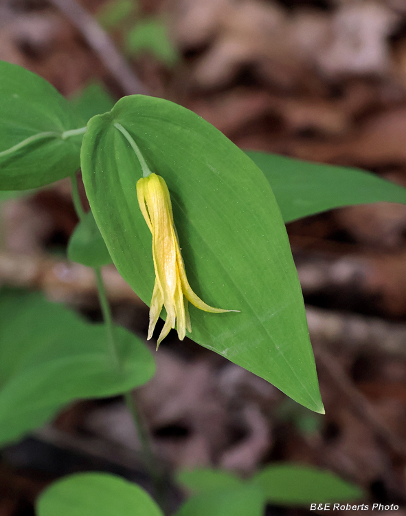 Perfoliate_Bellwort