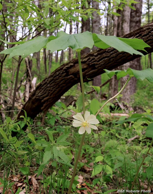 Mayapple
