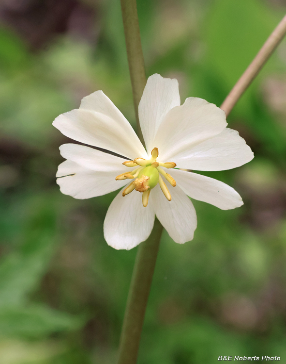 Mayapple