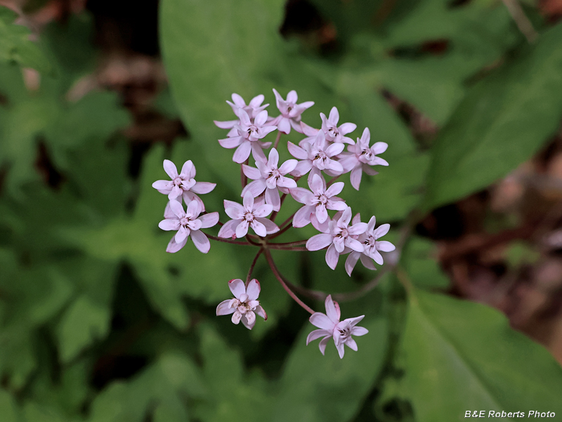 Asclepias_quadrifolia
