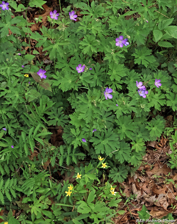 Geraniums_Buttercups