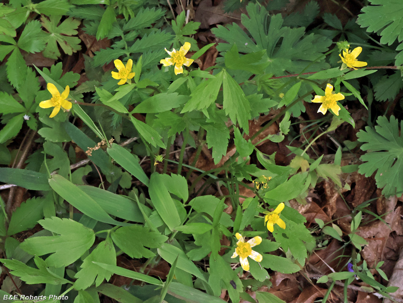 Buttercups