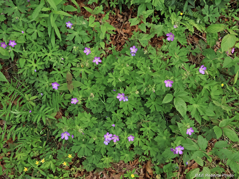 Geraniums