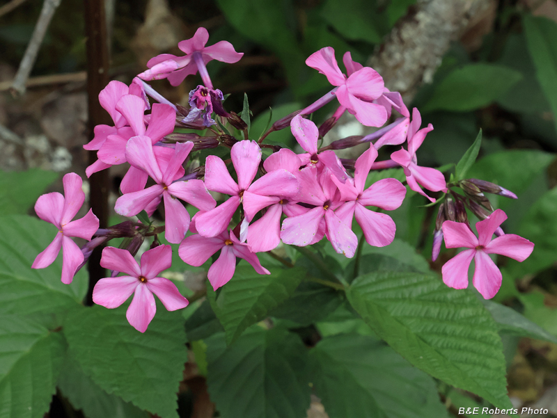 Phlox